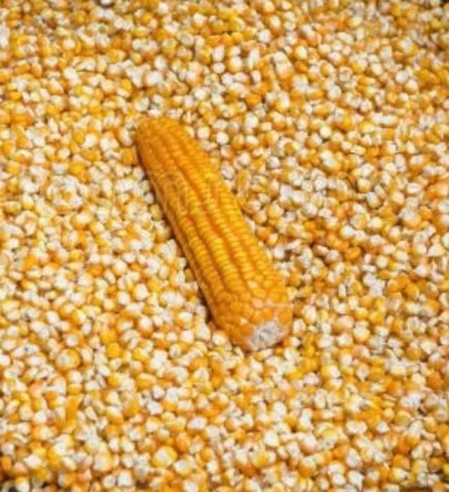 Продам кукурудзу