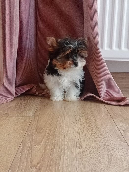 Biewer Yorkshire terrier