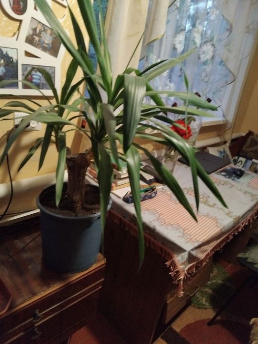 Пальма до метра велика