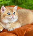 Menino British shorthair
