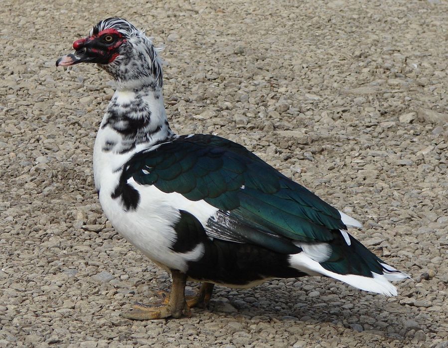 Patos mudos de varias idades.