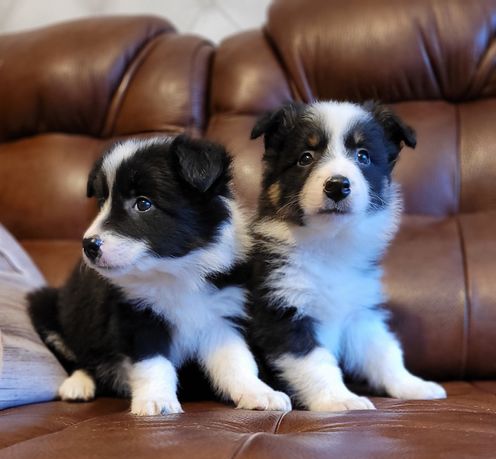 Border Collie Piesek Piękny Czarno-Biały