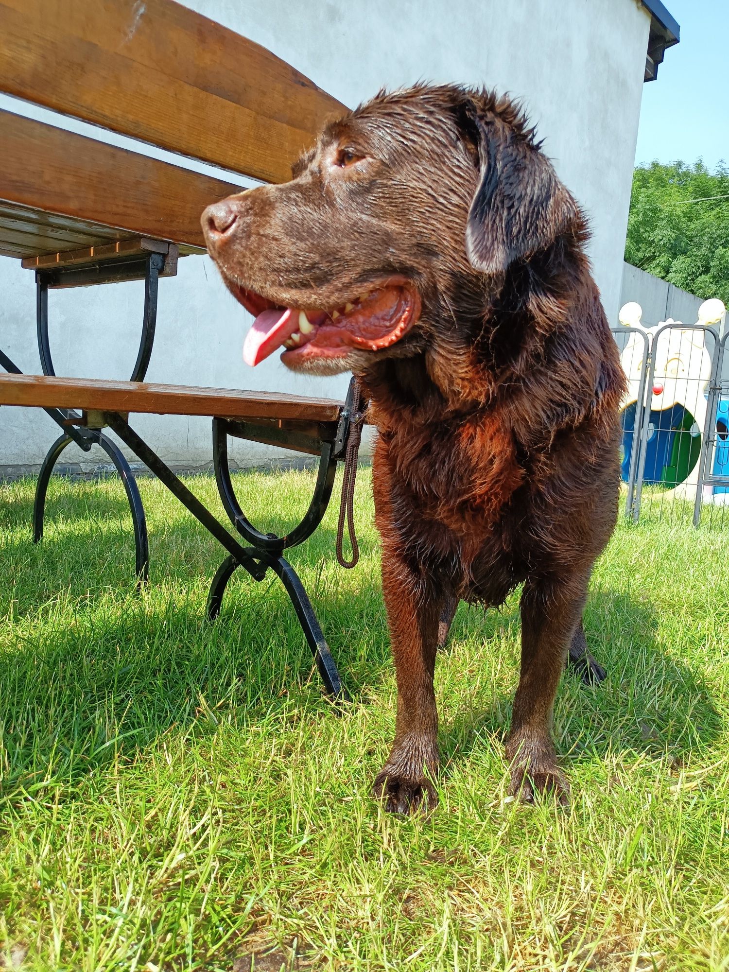 Reproduktor czekoladowy Labrador Retriever, krycie