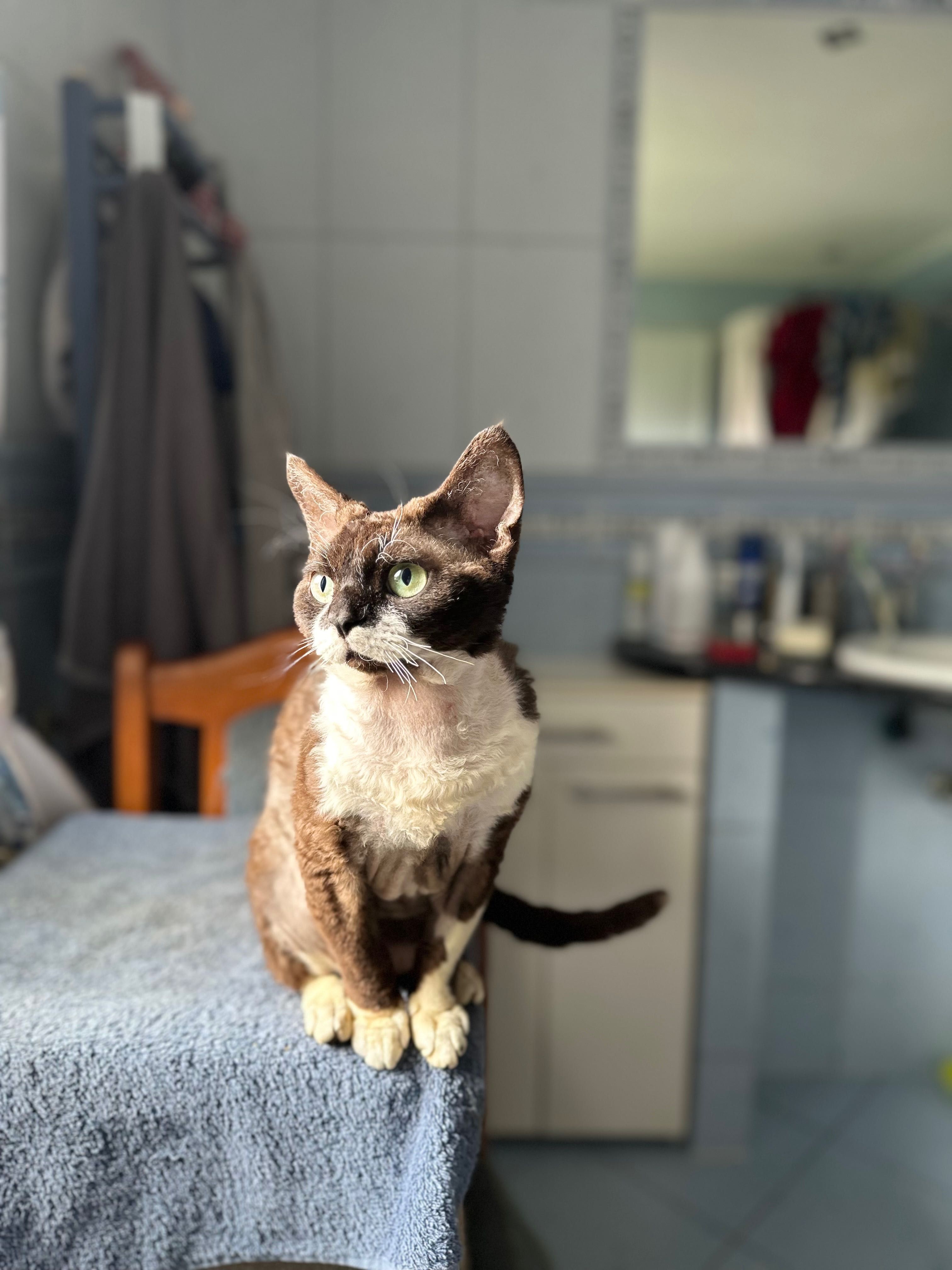 Kotek rasy Devon rex