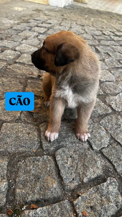 FILHOTE - Macho para adoção