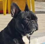 Bulldog Francês Fêmea