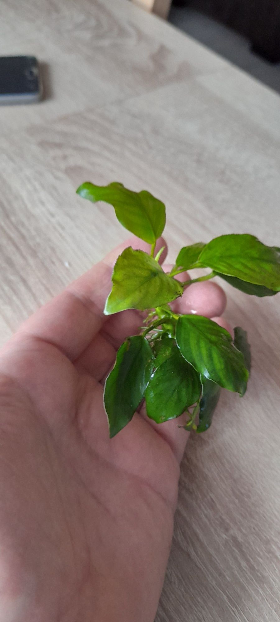 Anubias Barteri Nana