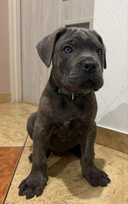 Cane corso samiec z rodowodem