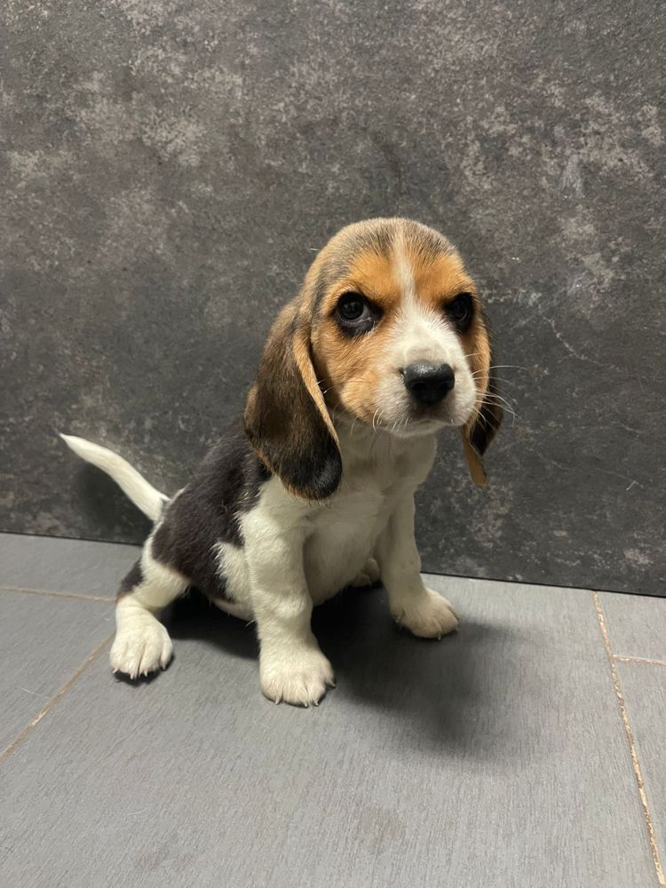 Beagle Tricolor Macho 2 meses