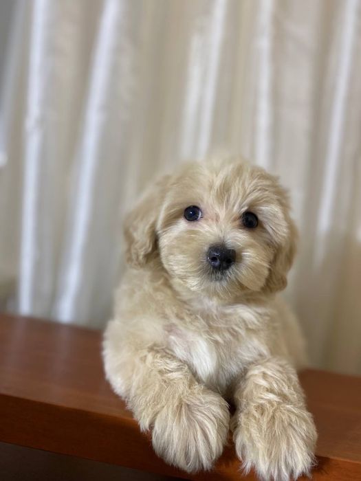 Мальтипу Ф1. Дівчинка. Киів