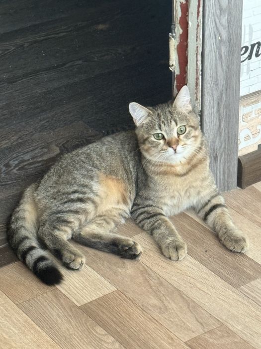 Котик смесь британца и полосатого