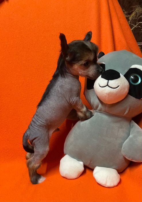 Chiński Grzywacz NAGI NIE do GOLENIA piesek z dokumentami ZKwP