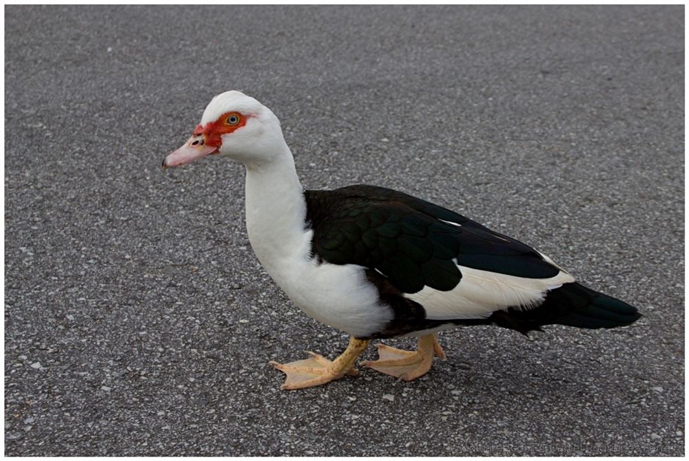 Patos mudos de cores variadas