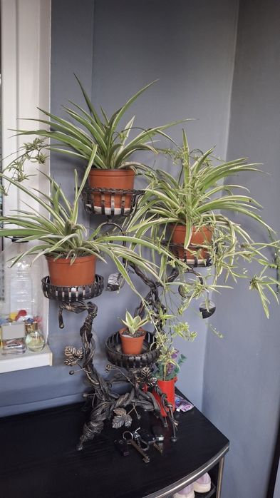 Квіти, зимовий перець