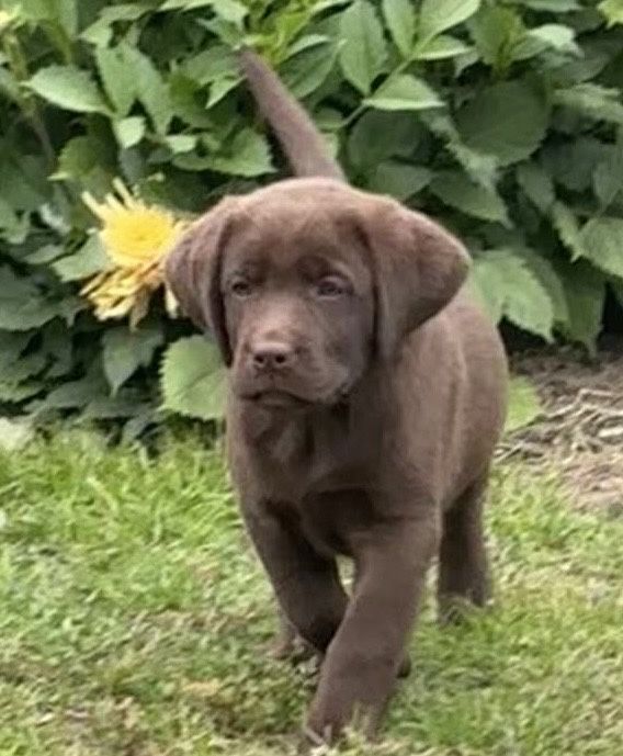 Labrador Retrevier Czekoladowy