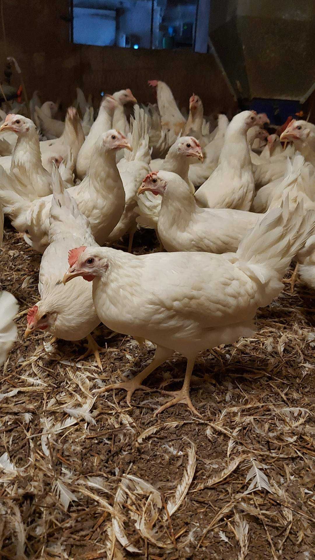 Kury LEGHORN Nioski Młode