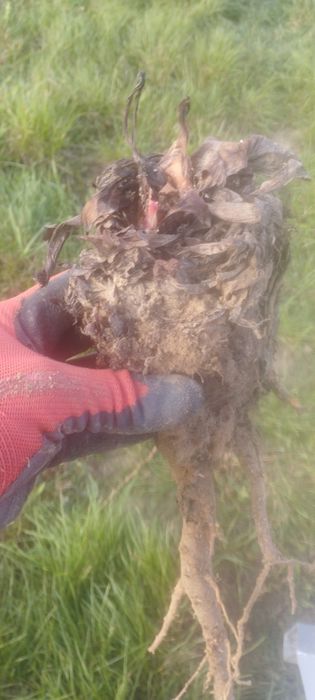 Karpy rabarbaru malinowego