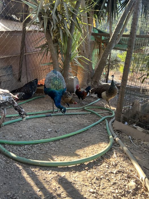 Casal de pavoes adultos reprodutores