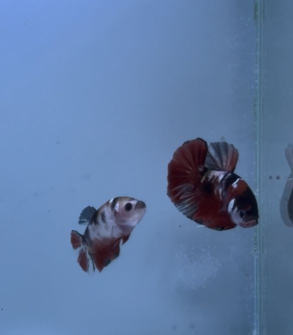 Casal Betta Koi Red Copper