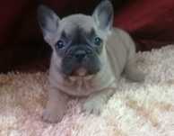 Bulldog frances exotico fawn sable mini