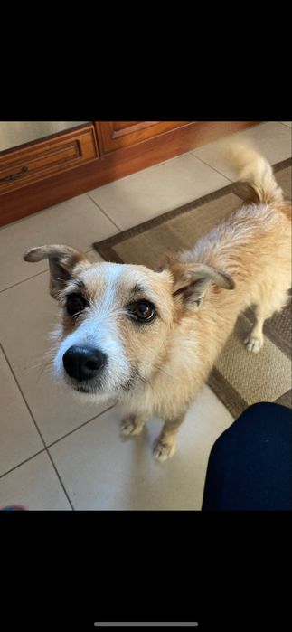 Zaginela suczka (kundelek)