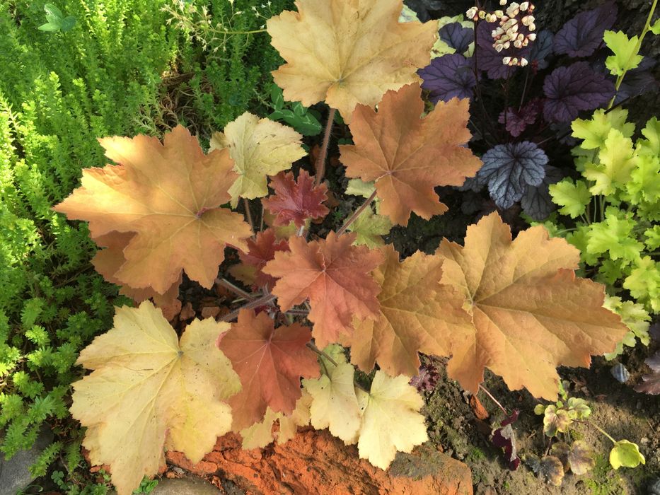 Гейхера сортова багаторічна