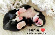 Suczka border collie ZKwP/ FCI
