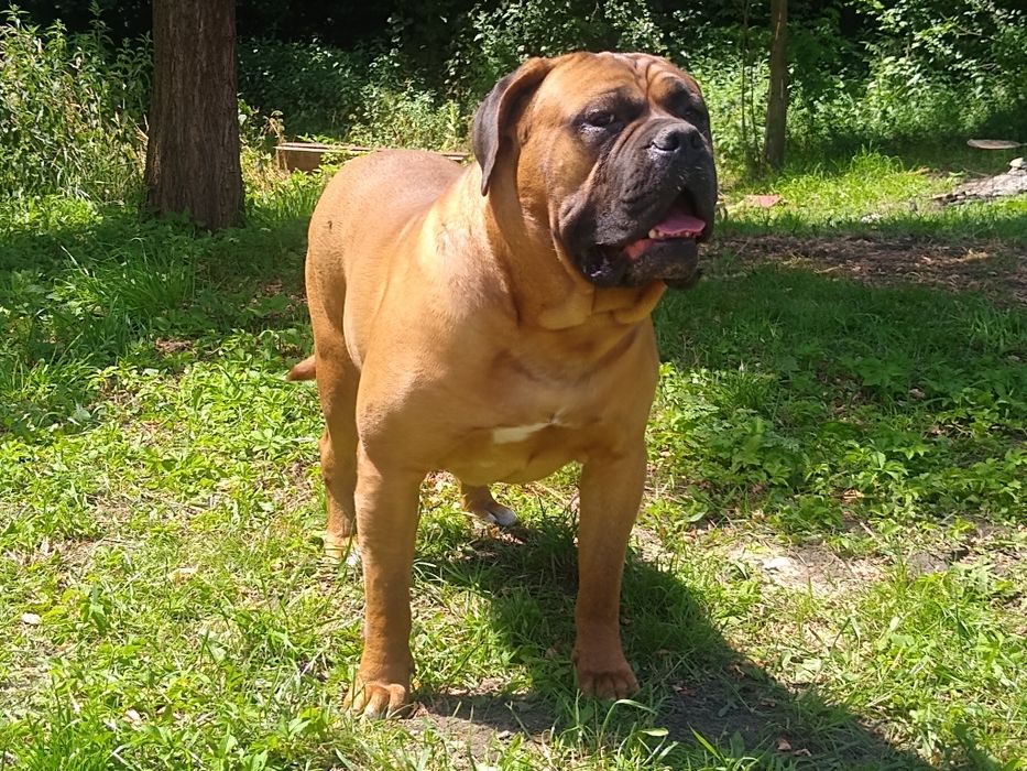 Cane Corso dorosły pies