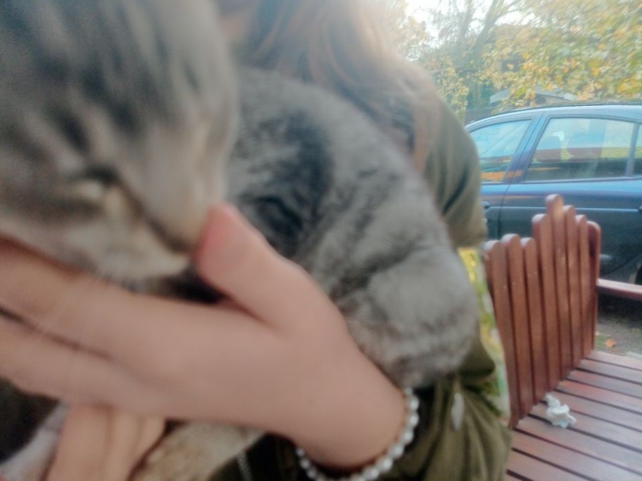 Piękny kocurek do oddania