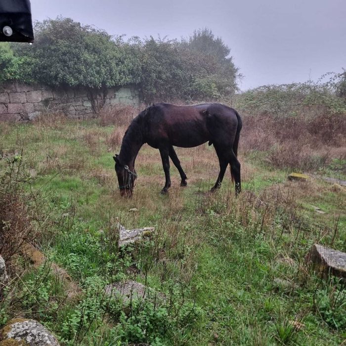 Cavalo cruzado para venda