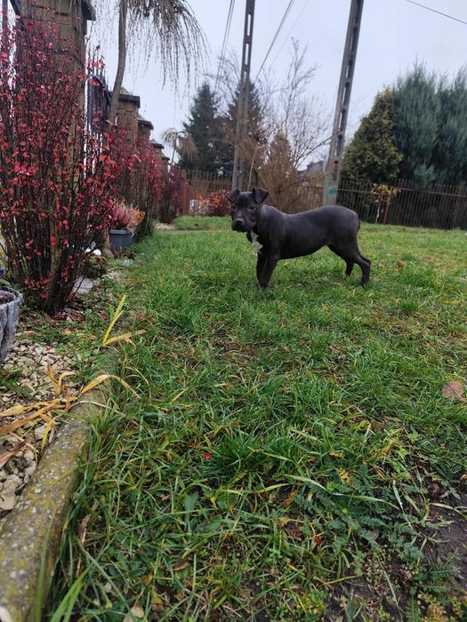 American Pit Bull Terier