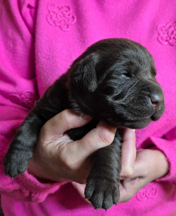 Labrador Retriever ZKwP/FCI- czekoladowa sunia