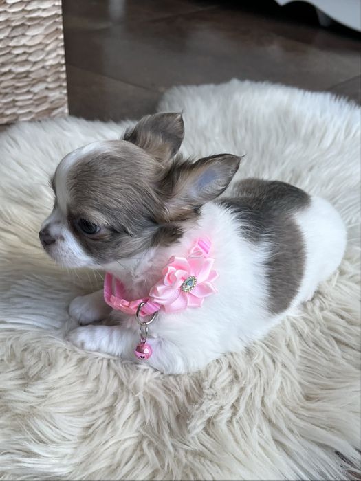 ZAREZERWOWANA– Chanel, piękna długowłosa sunia