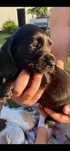 Szczeniak cocker spaniel piesek