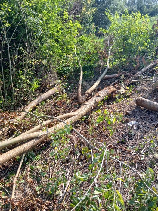 Ścięte Drzewo Gałęzie Krzaki Drewno oddam za darmo zrębka opał rębak