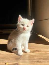 Mała kotka do adopcji - Blanka szuka domku!