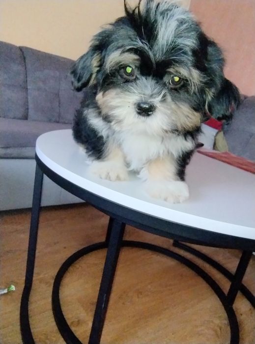 Sprzedam pieska Shih TZU