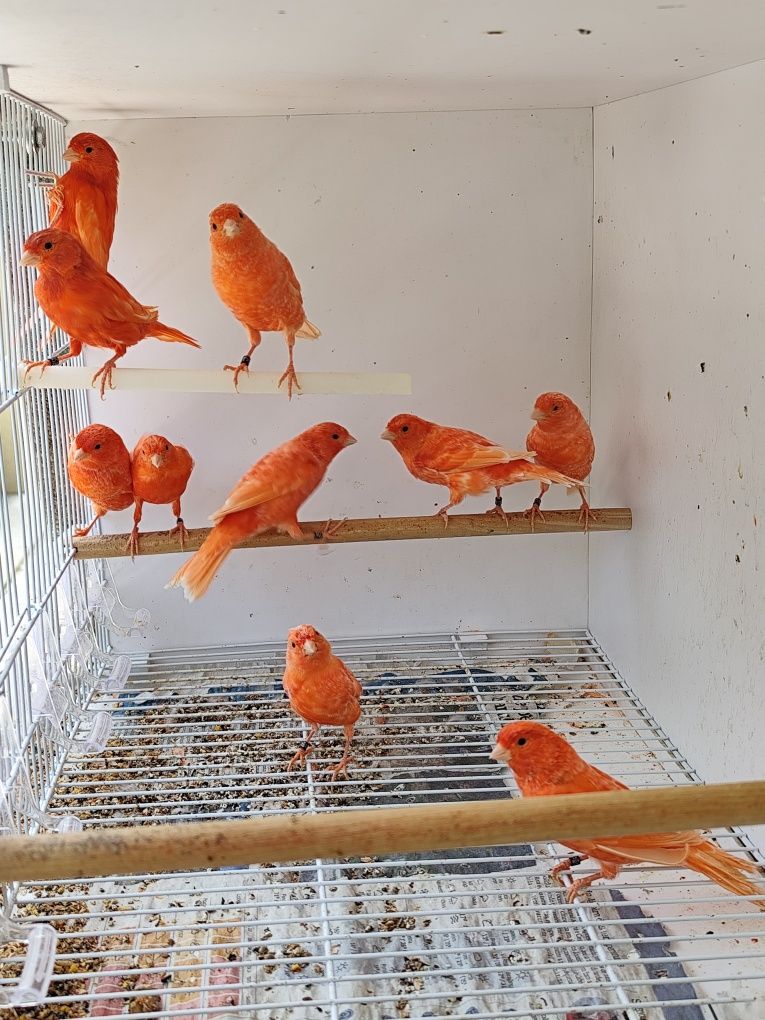 Canários vermelhos