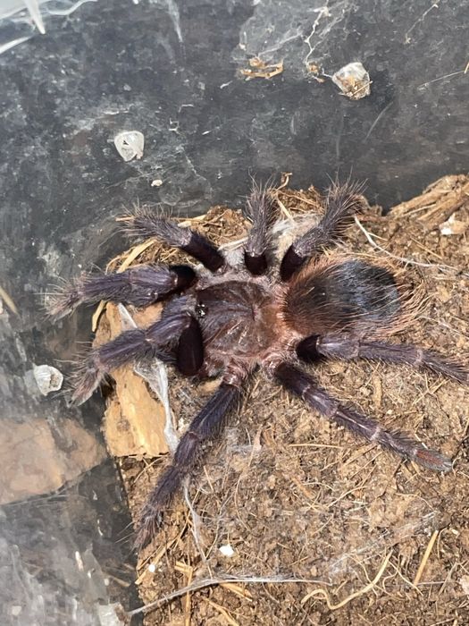 Ptasznik pterinopelma sazimai stadium L5