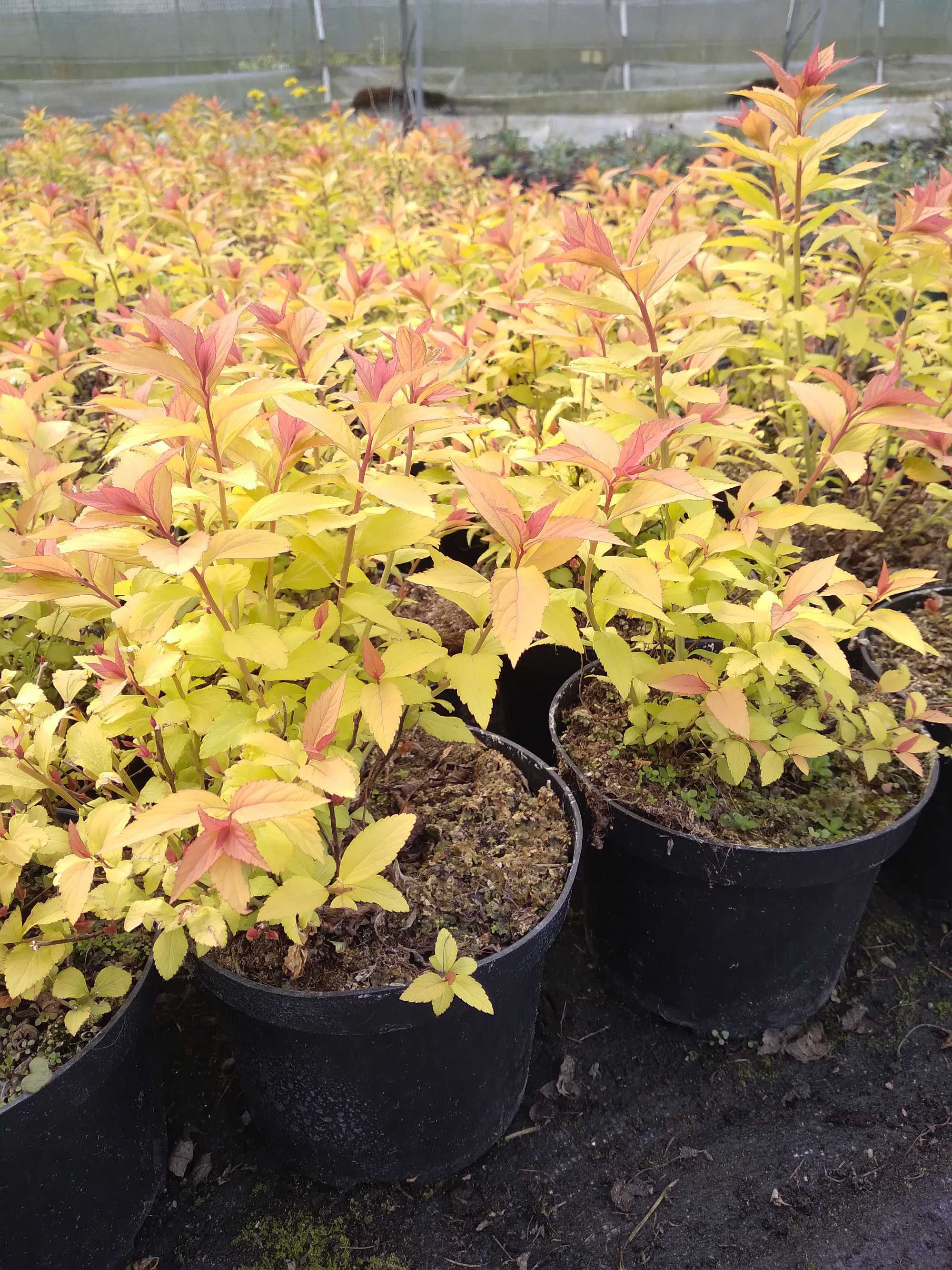 tawuła japońska 'Goldflame', Spiraea japonica 'Goldflame'