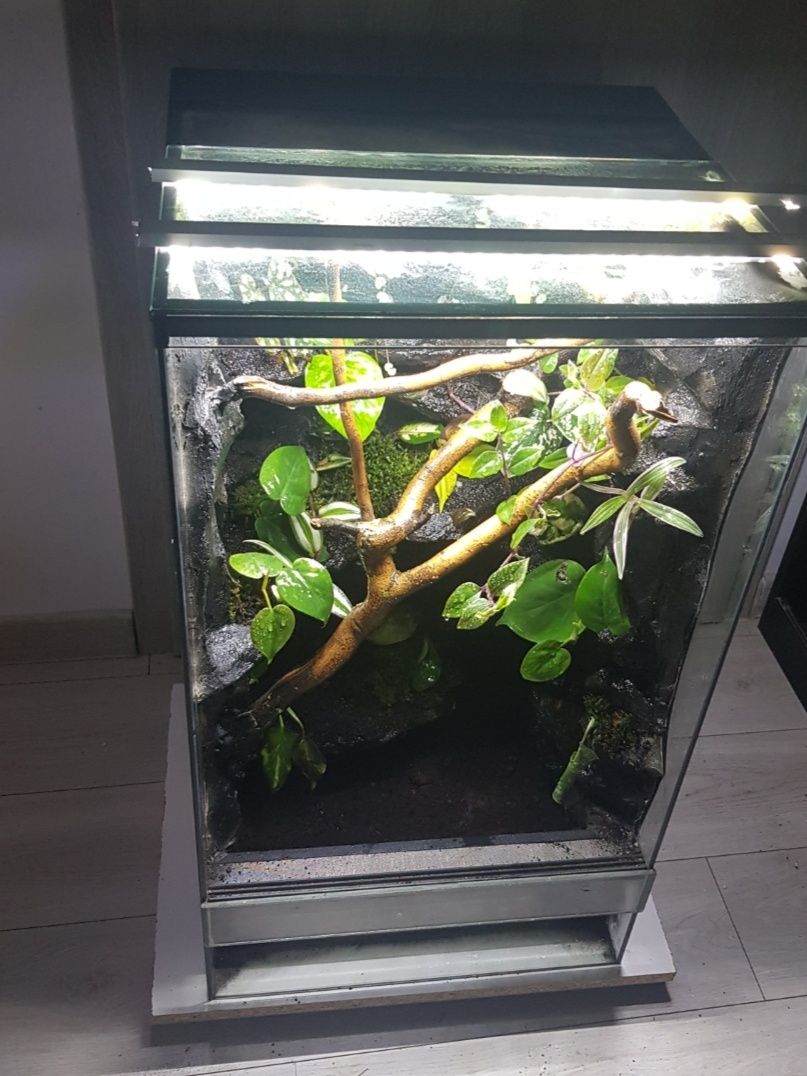 Terrarium tropikalne 45x45x80