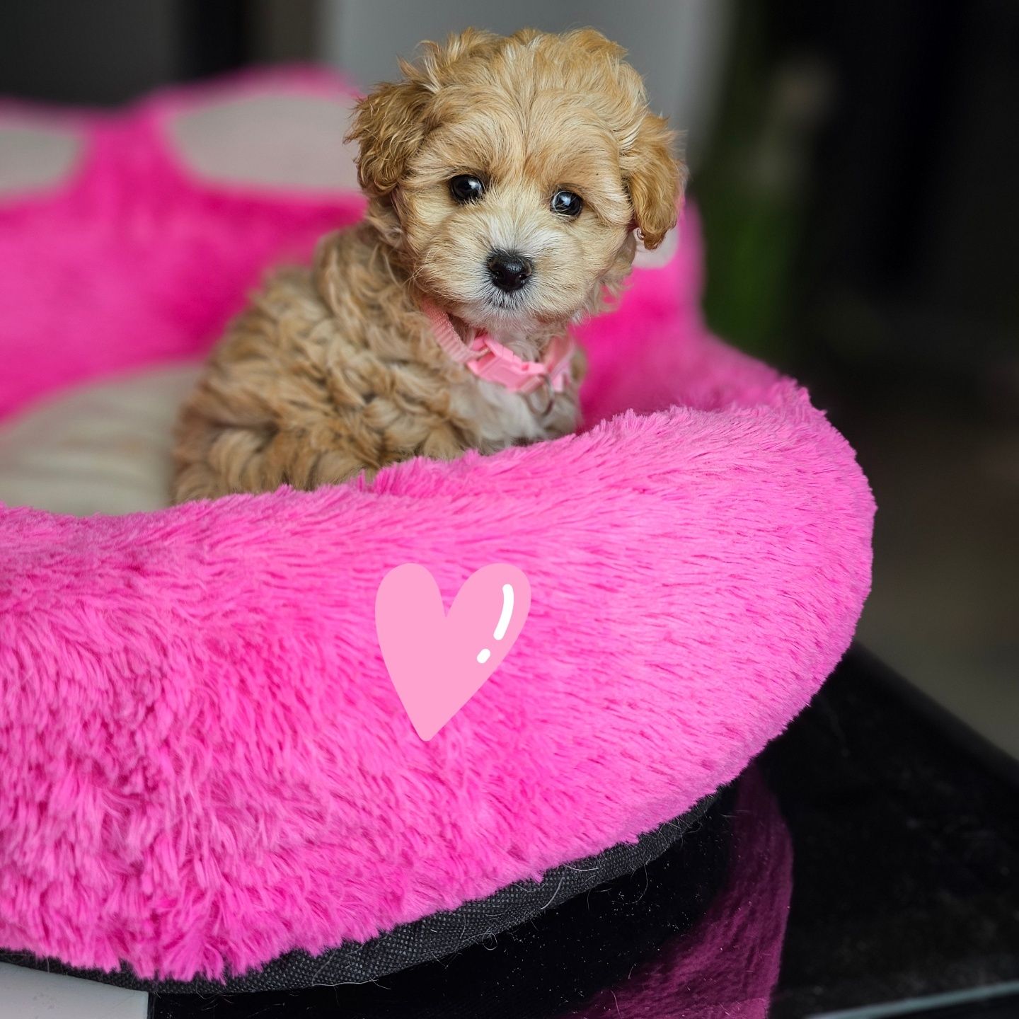 Puchata .Kuleczka Maltipoo