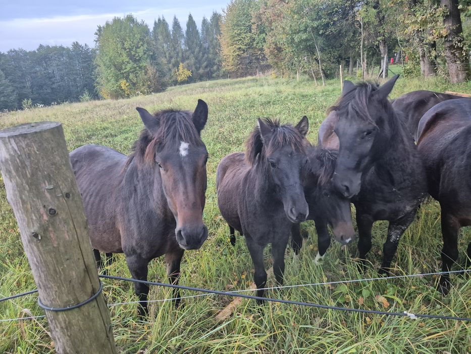Sprzedam klacz huculska z licencją