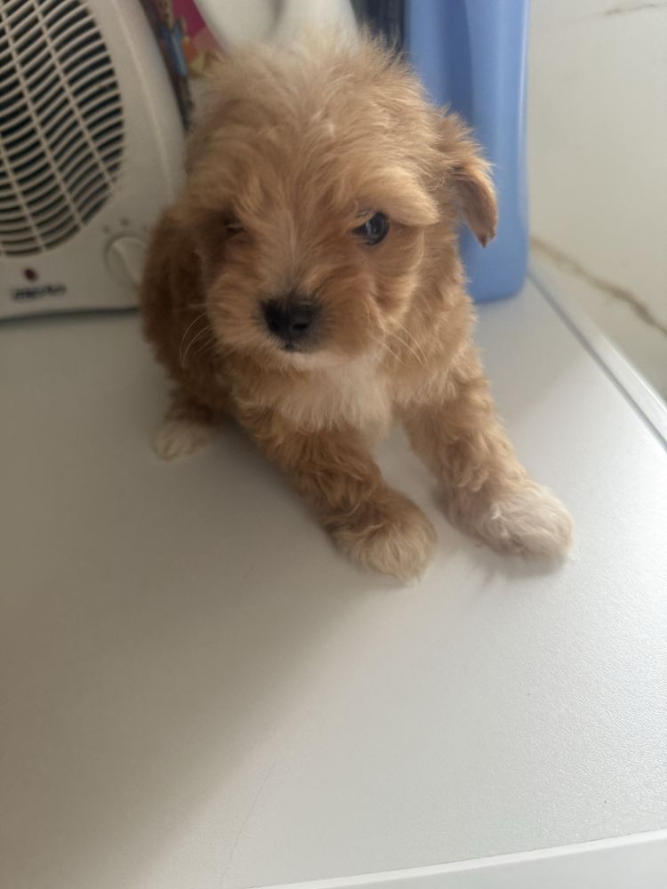 Maltipoo samiec miniaturowy
