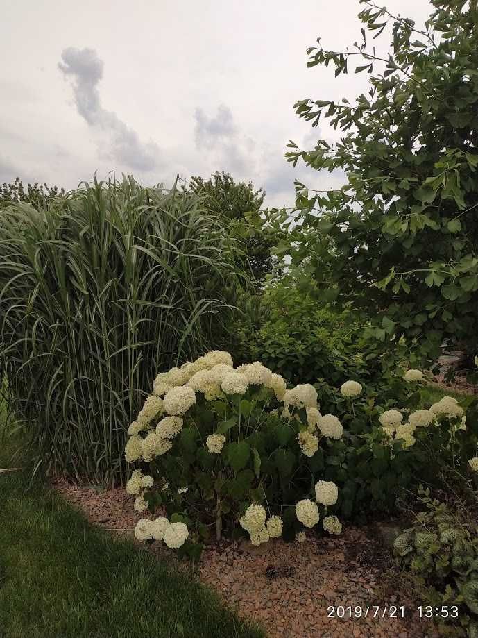 Miskant olbrzymi (Miscanthus giganteus) - sadzonki