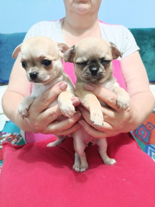 Тримісячні чіхуахуа,3 виводки