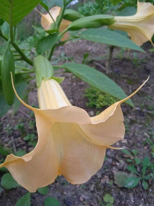 Бругмансія садова квітка