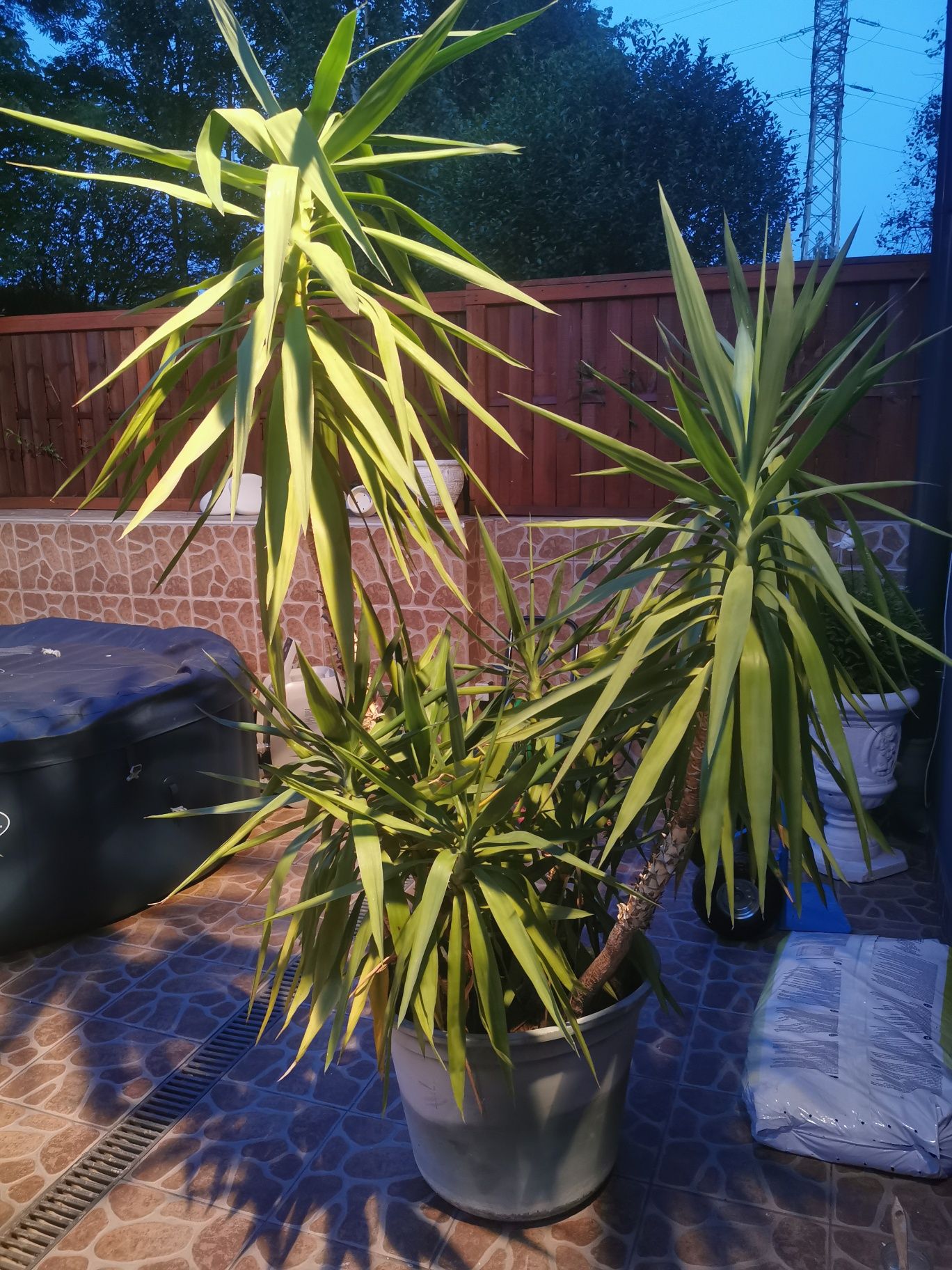 Yukka/ogromna palma/do domu bądź ogrodu