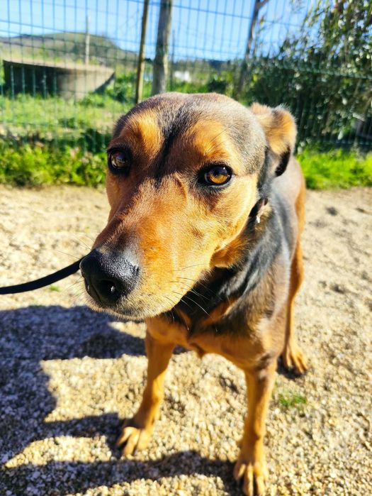 Bandida - cadela média para adoção