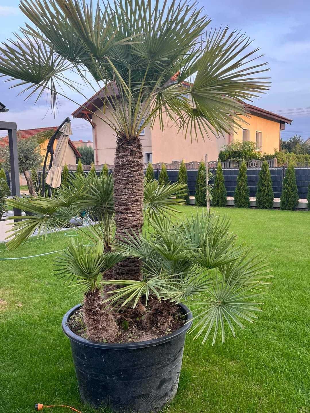 mrozoodporna palma karłatka / chamaerops humilis